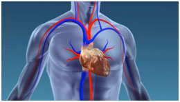 transplantation-cardiaque