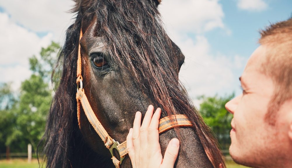 Personne caressant un cheval noir en extérieur dans un moment de connexion et de médiation animale.