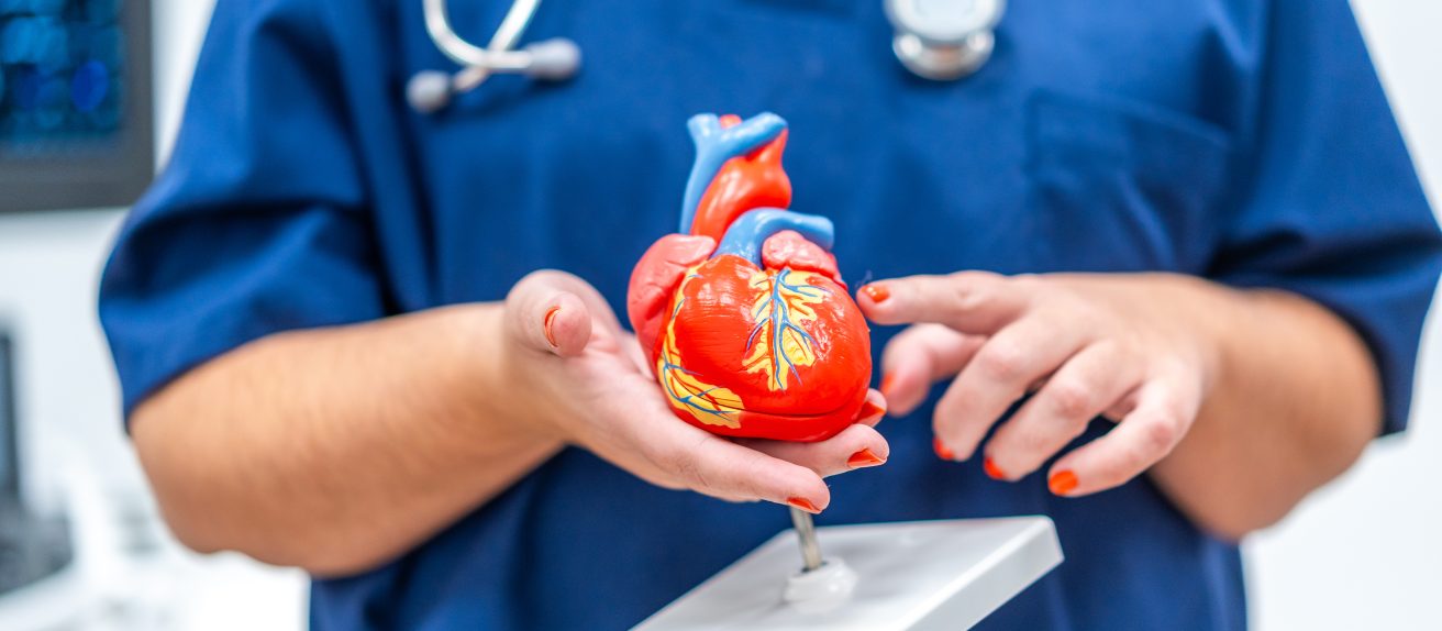 Médecin tenant une maquette de cœur illustrant l’assistance circulatoire en cas d’insuffisance cardiaque