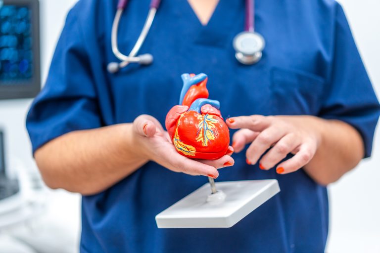 Médecin tenant une maquette de cœur illustrant l’assistance circulatoire en cas d’insuffisance cardiaque