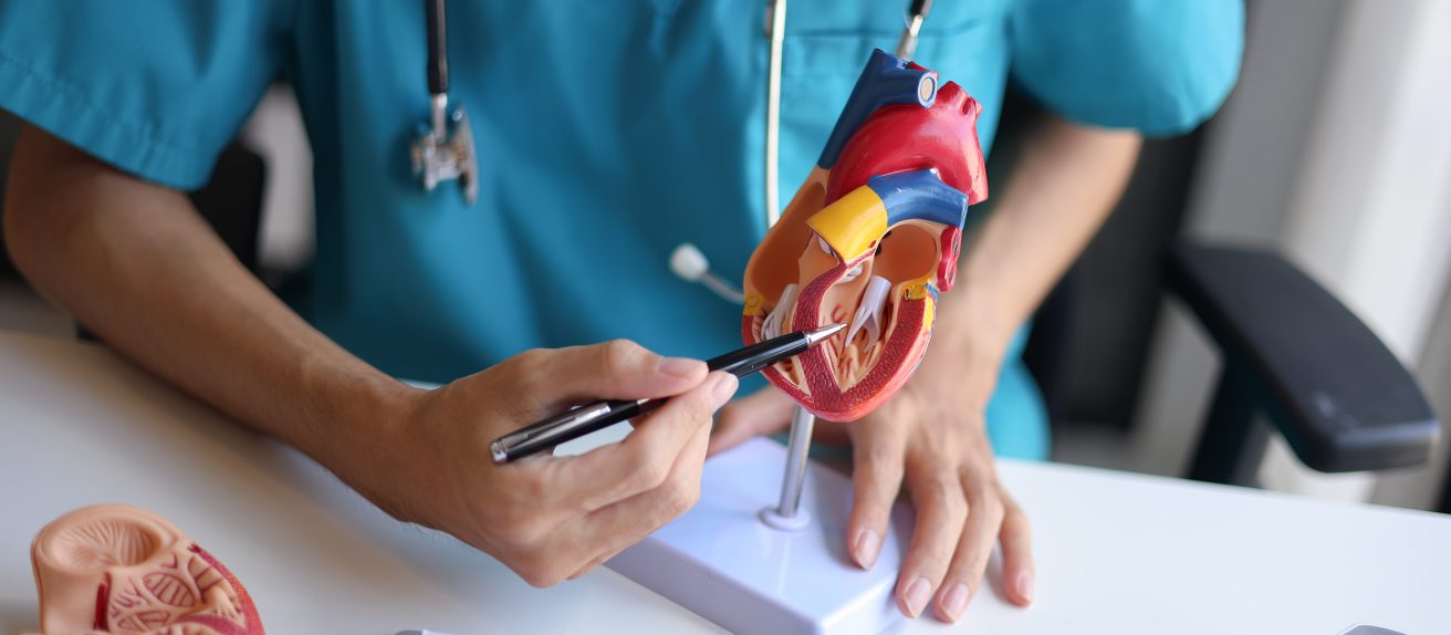 Médecin montrant une zone spécifique sur un modèle de cœur ouvert illustrant une biopsie endomyocardique