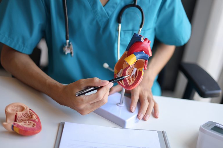 Médecin montrant une zone spécifique sur un modèle de cœur ouvert illustrant une biopsie endomyocardique