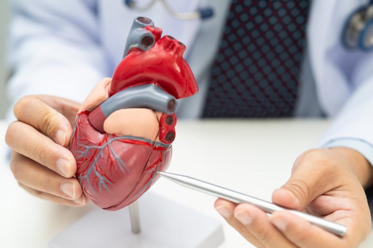 Médecin indiquant une zone précise sur un modèle de cœur illustrant un cathétérisme cardiaque droit