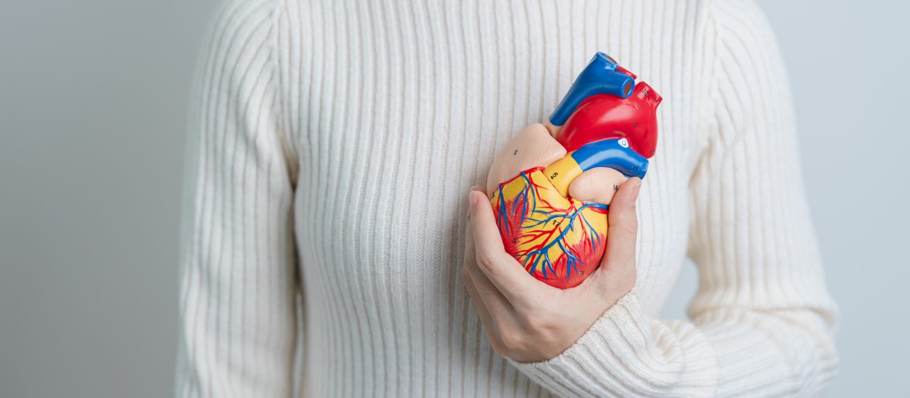 Femme tenant un modèle de cœur humain illustrant l’anatomie et le fonctionnement du muscle cardiaque.
