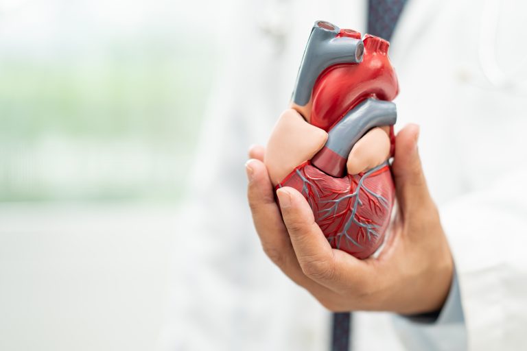 Médecin tenant une maquette de cœur illustrant une implantation valvulaire aortique par cathéter (TAVI)